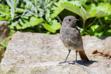 Junger Hausrotschwanz (Phoenicurus ochruros) steht auf mauer und hält Ausschau