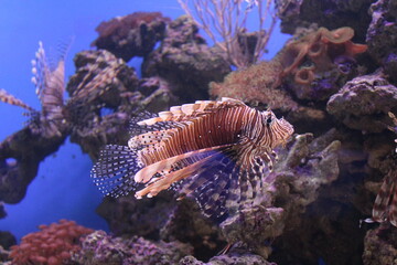 Close up on a red zebra lionfish - coral reef fish in large aquarium