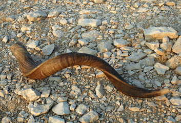A single, long, curly shofar carved and hollowed from the horn of a kudu antelope and used to observe the Jewish new year holiday of Rosh Hashanah.