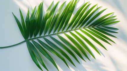 Palm Leaf on a White Background. Generate AI image