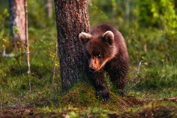 brown bear in the forest