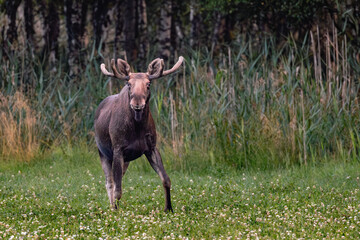 moose in the woods