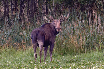 moose in the forest