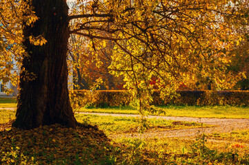 Fall landscape. Fall trees with yellow foliage in the city October park