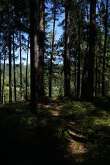 Obraz premium Path Through the Pines in Forest