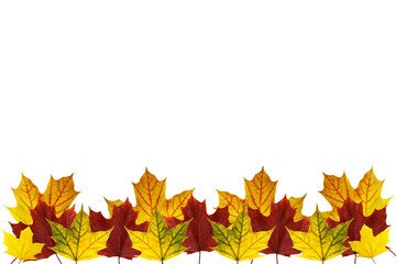 Border of autumn maple leaves. Autumn fallen maple leaves isolated on a white background. Autumn background.