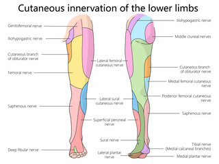 cutaneous nerve innervation of the lower limbs, highlighting the various nerve branches and regions diagram hand drawn schematic vector illustration. Medical science educational illustration