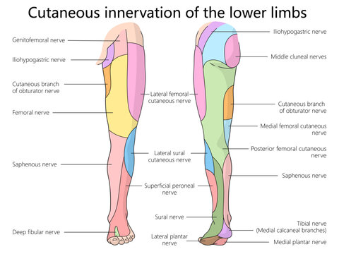 cutaneous nerve innervation of the lower limbs, highlighting the various nerve branches and regions diagram hand drawn schematic vector illustration. Medical science educational illustration