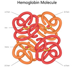 hemoglobin molecule highlighting the alpha and beta chains, iron atoms, and heme groups in the structure diagram hand drawn schematic vector illustration. Medical science educational illustration