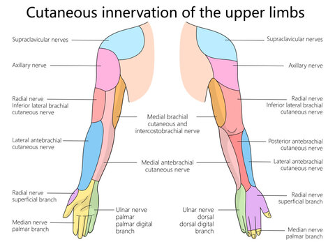 upper limbs showing the cutaneous nerve innervation, with labels for specific nerves and regions diagram hand drawn schematic vector illustration. Medical science educational illustration