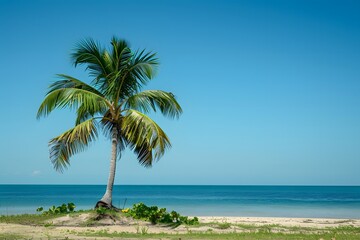 Obraz premium Serene Tropical Beach with a Lone Palm Tree Under a Clear Blue Sky