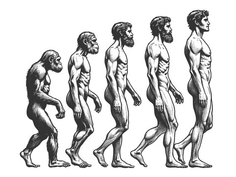 evolution of man from ape through various stages to modern human sketch engraving generative ai fictional character raster illustration. Scratch board imitation. Black and white image.