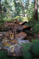 Obraz premium Mushrooms Growing on Stump