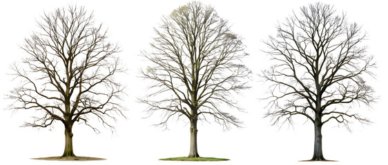 Set of trees without leaves on a transparent background. Concept of plants and trees.