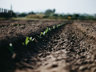 rows of soil