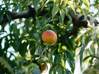 apples on a tree apricots