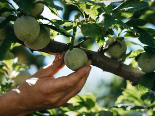 person picking up a fruit