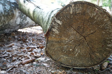 Cross-Section of Fallen Tree