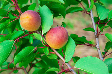 red sweet apricots on a branch in the garden. dark apricots on a green tree
