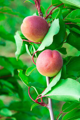red sweet apricots on a branch in the garden. dark apricots on a green tree	