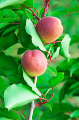 red sweet apricots on a branch in the garden. dark apricots on a green tree
