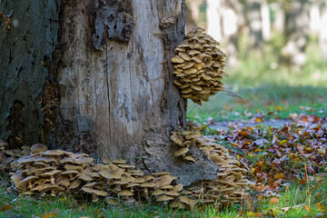 mushrooms on tree
