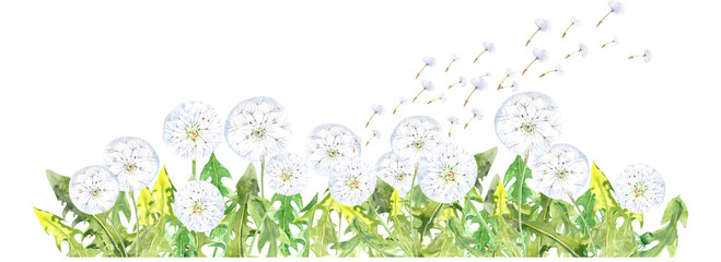 Dandelions, white balls, yellow summer flowers clipart. Ladybug.Watercolor hand painted. Stock illustration.