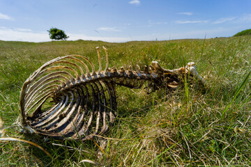 skeleton in the field