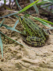 frog in the grass