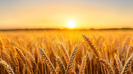 Obraz premium Golden wheat field at sunset, showcasing nature's beauty and warmth, perfect for agricultural themes and outdoor scenery.