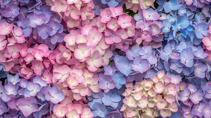 Gordijnen Pastel hydrangea flowers showcasing soft and delicate blooms, seamless pattern © Loony Dream Designs