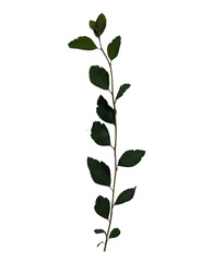 A bunch of green grass isolated on a white background. Branch with green leaves on white background isolated close up,