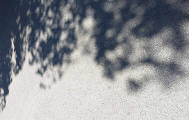 Abstract background of shadows leaves on a white wall. White and Black. Overlay effect for photo. Gray shadow of the wild roses leaves on a white wall. Abstract neutral nature concept background.