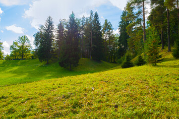 Forest landscape, dense forest trees in the sunny valley
