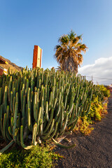 Cardon cactus and palm tree with buildings in the background at sunset. Tenerife, Bajamar, Canary Islands.  -2.CR2