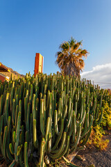 Cardon cactus and palm tree with buildings in the background at sunset. Tenerife, Bajamar, Canary Islands.  -2.CR2