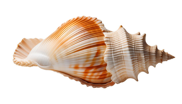 A beautiful, intricately detailed seashell showcasing natural patterns and colors, perfect for coastal and marine-themed designs.