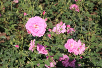 秋の薔薇。フロリック。