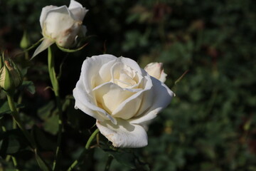 秋の薔薇。ブライダル・ホワイト。