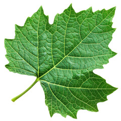 A vibrant green leaf showcasing intricate veins and textures, perfect for nature, botanical, or seasonal themes in design.