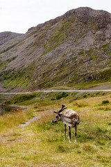 reindeer in the mountains