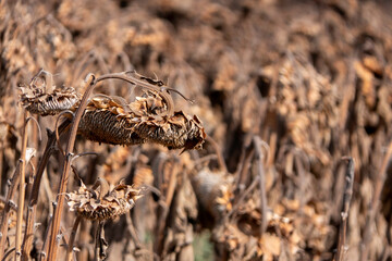 Dry Sunflower Heads: Nature's Golden Beauty Captured