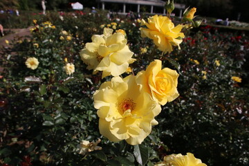 秋の薔薇。サン・フレーア。