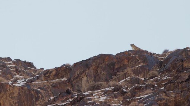Snow Leopard sitting on the top of the wild camouflage mountain and looking At The Camera Man