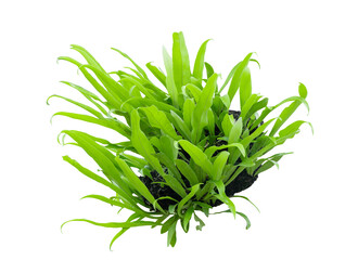 Tropical plant fern bush shrub tree isolated on white background with clipping path.