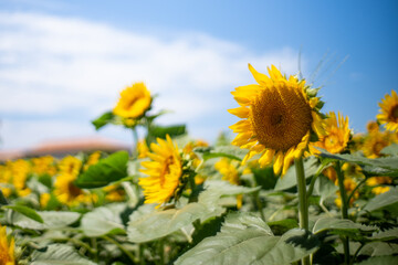 真夏の青空に映えるひまわりがいっぱい