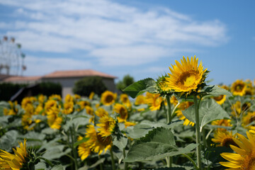 真夏の青空に映えるひまわりがいっぱい