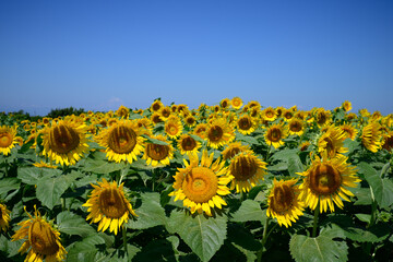 真夏の青空に映えるひまわりがいっぱい