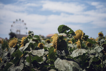 真夏の青空に映えるひまわりがいっぱい