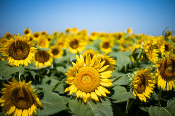 真夏の青空に映えるひまわりがいっぱい